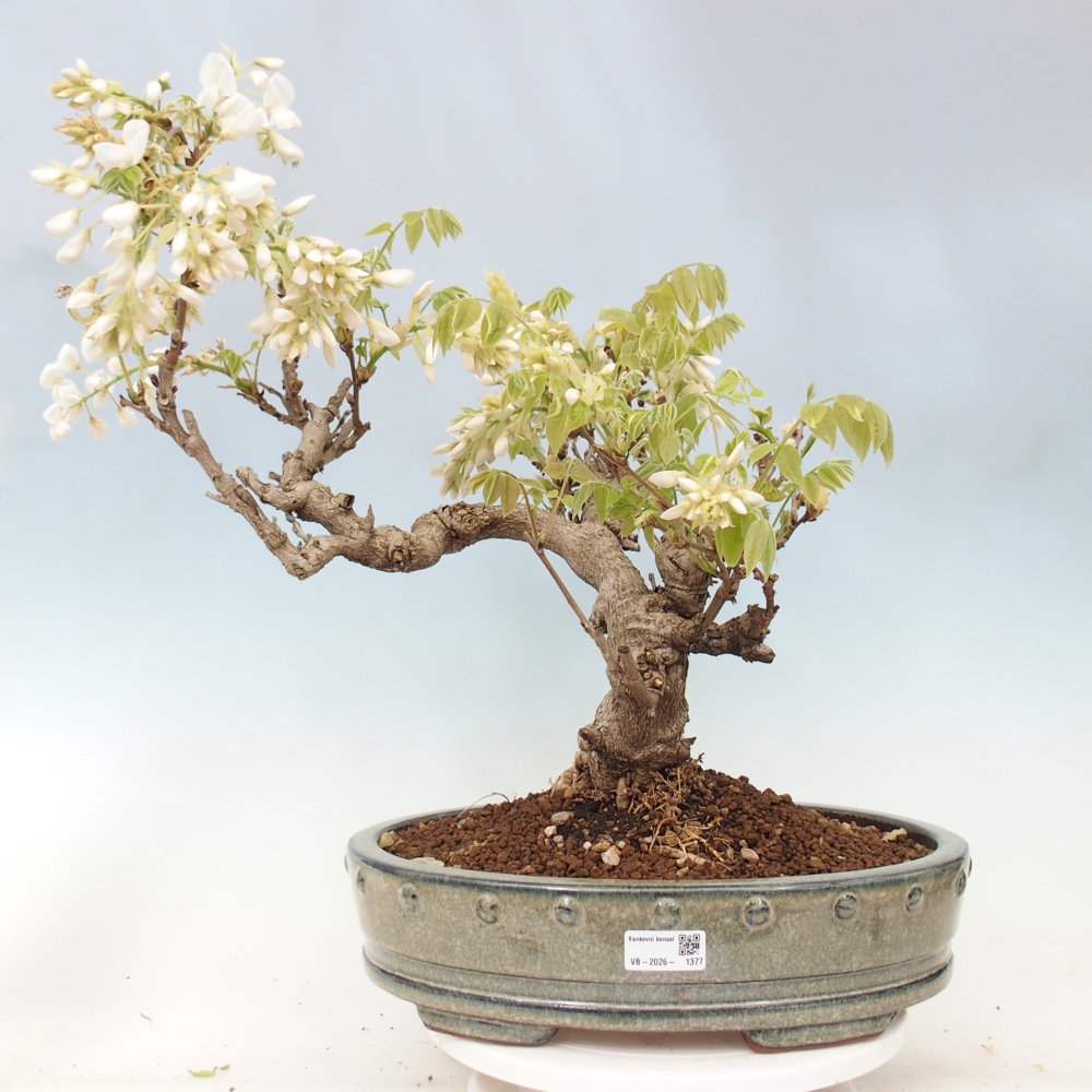 Bonsai für draußen - Vistaria - Glyzinie