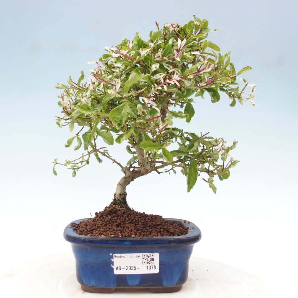 Bonsai für draußen - Ligustrum obtusifolium