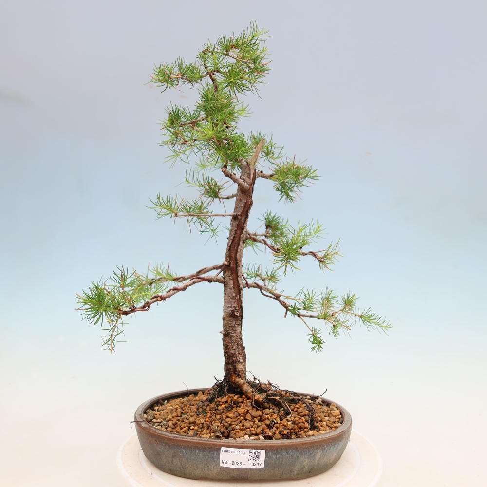 Bonsai für draußen -Larix decidua - Lärche