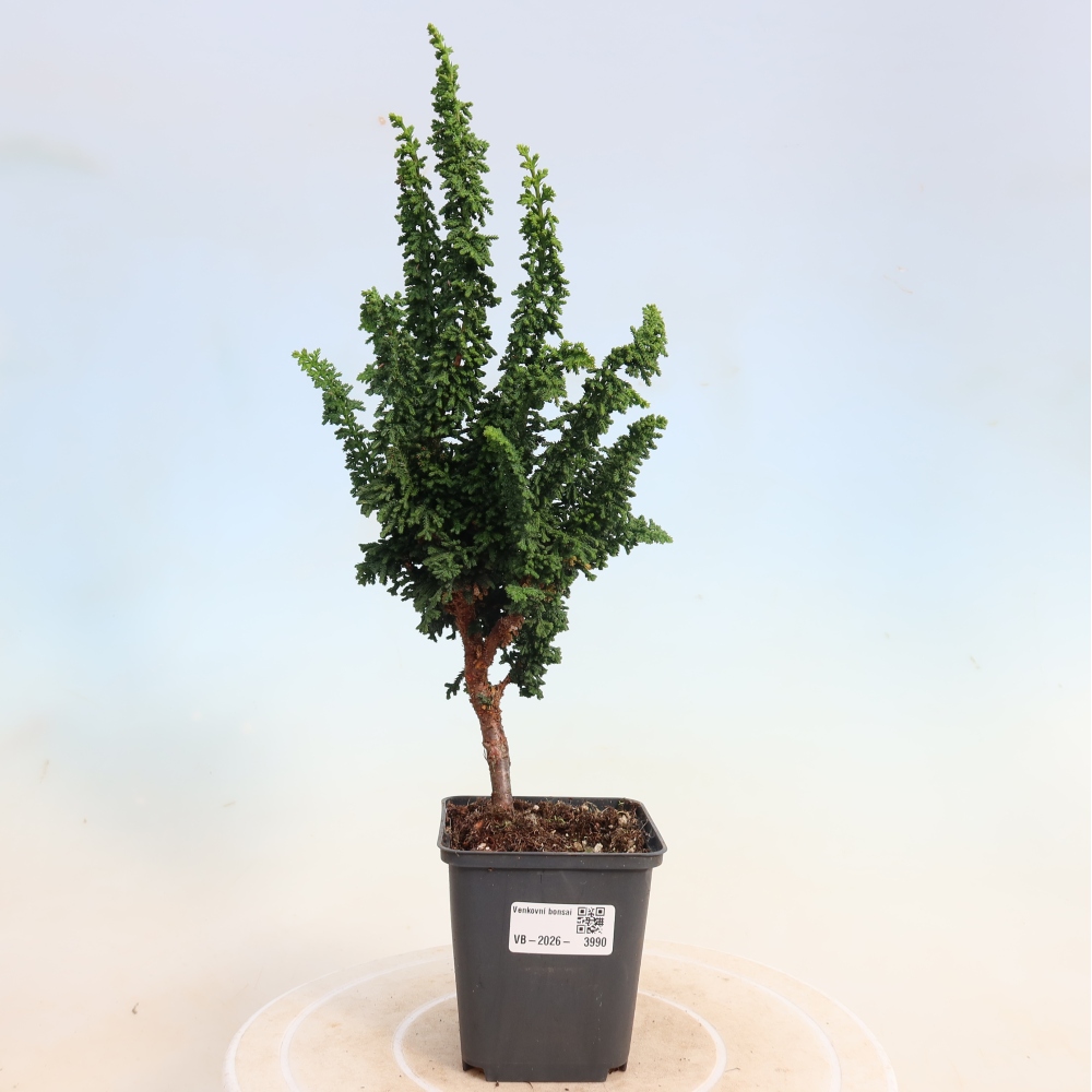 Bonsai für draußen - Cham. obtusa SEKKA HINOKI - Zypresse