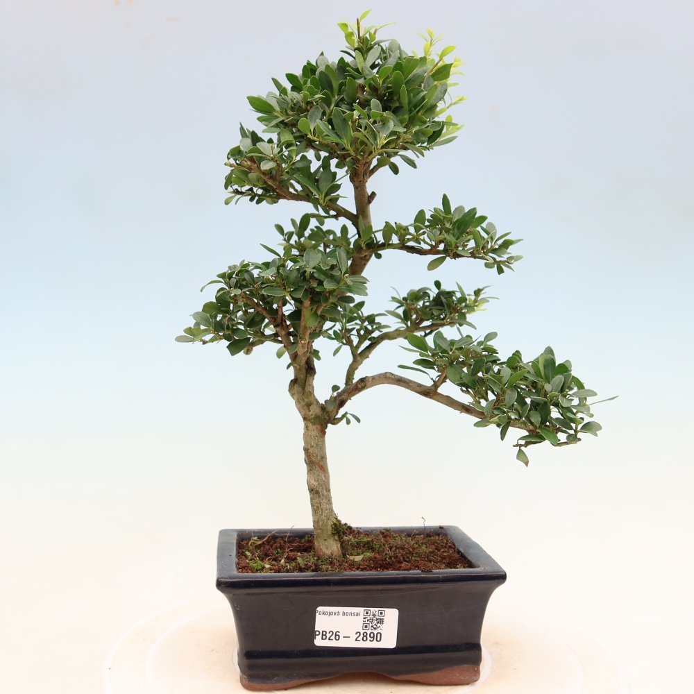Zimmer Bonsai - Ilex crenata - Stechpalme