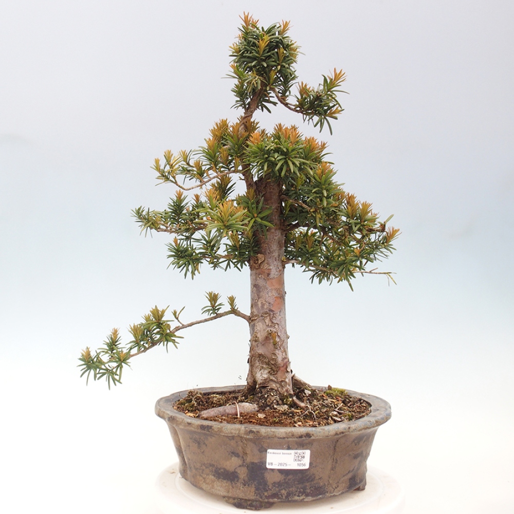 Bonsai für draußen - Taxus cuspidata - Japanische Eibe