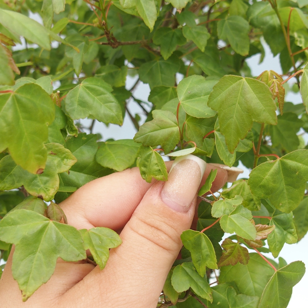 Bonsai für draußen - Acer Buergerianum - Bergahorn