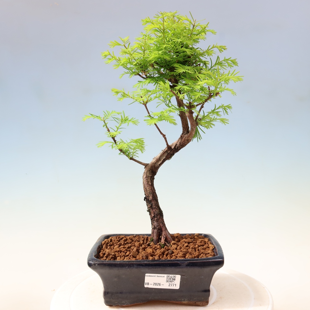 Bonsai für draußen - Metasequoia glyptostroboides - Chinesische Metasequoia
