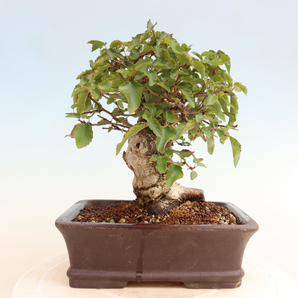 Bonsai für draußen -Carpinus CARPINOIDES - Koreanische Hainbuche