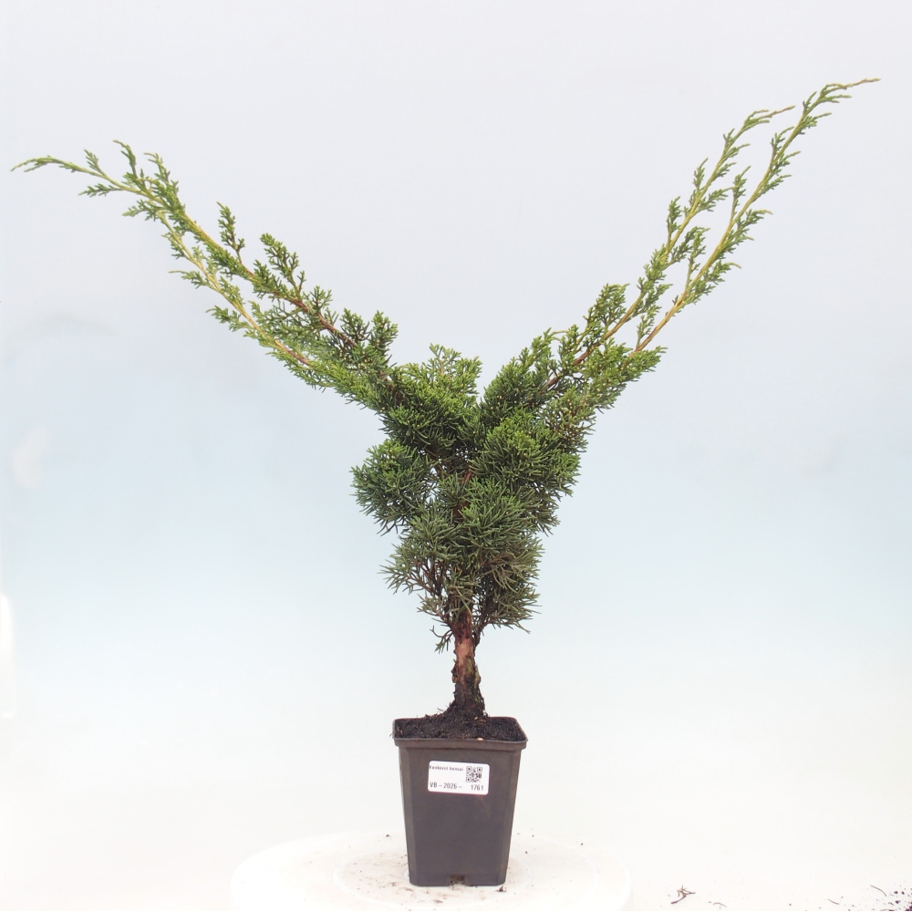 Bonsai für draußen - Juniperus chinensis Kishu