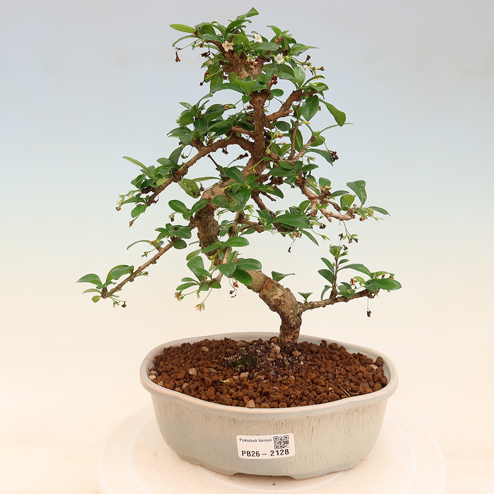 Zimmer-Bonsai - Carmona macrophylla - Tee-Fuki