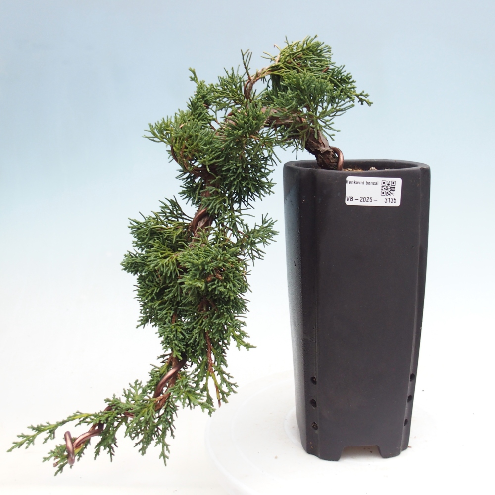 Bonsai für draußen - Juniperus chinensis Kishu