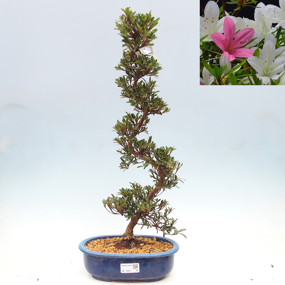 Bonsai für draußen - Japanische Azalee - Azalea Hakurin