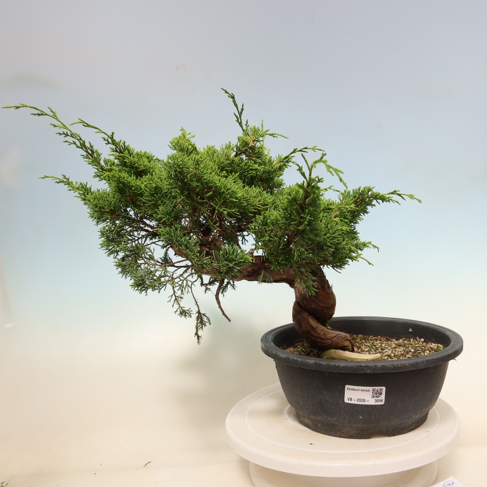 Bonsai für draußen - Juniperus chinensis Itoigawa-Juniperus chinensis