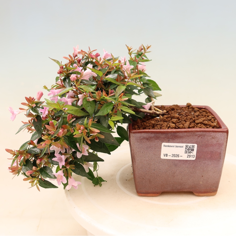 Bonsai für den Außenbereich – Abelia Edward Goucher – Großblumige Abelia