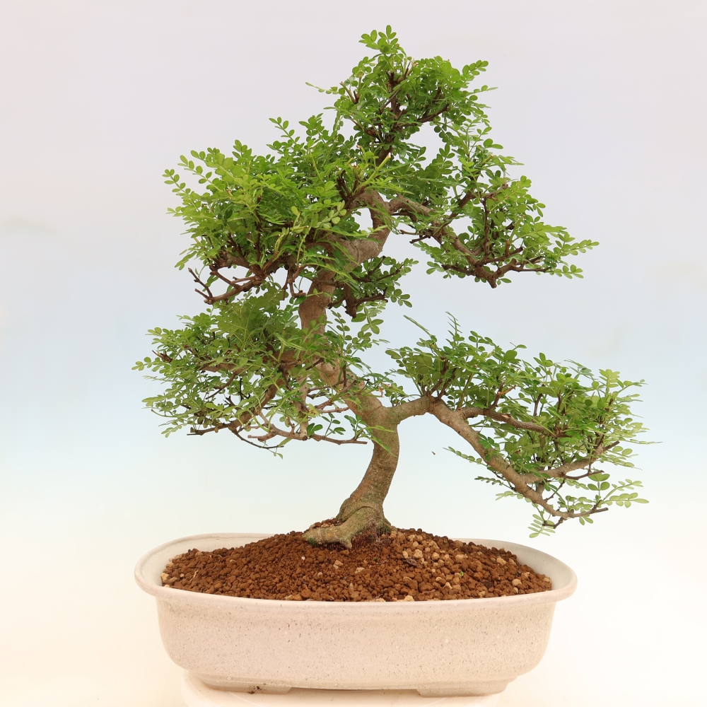 Zimmer Bonsai - Zantoxylum piperitum - Pfefferbaum