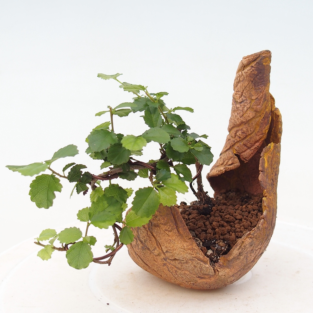 Zimmerbonsai - Grewia sp. - Grewia malafolia