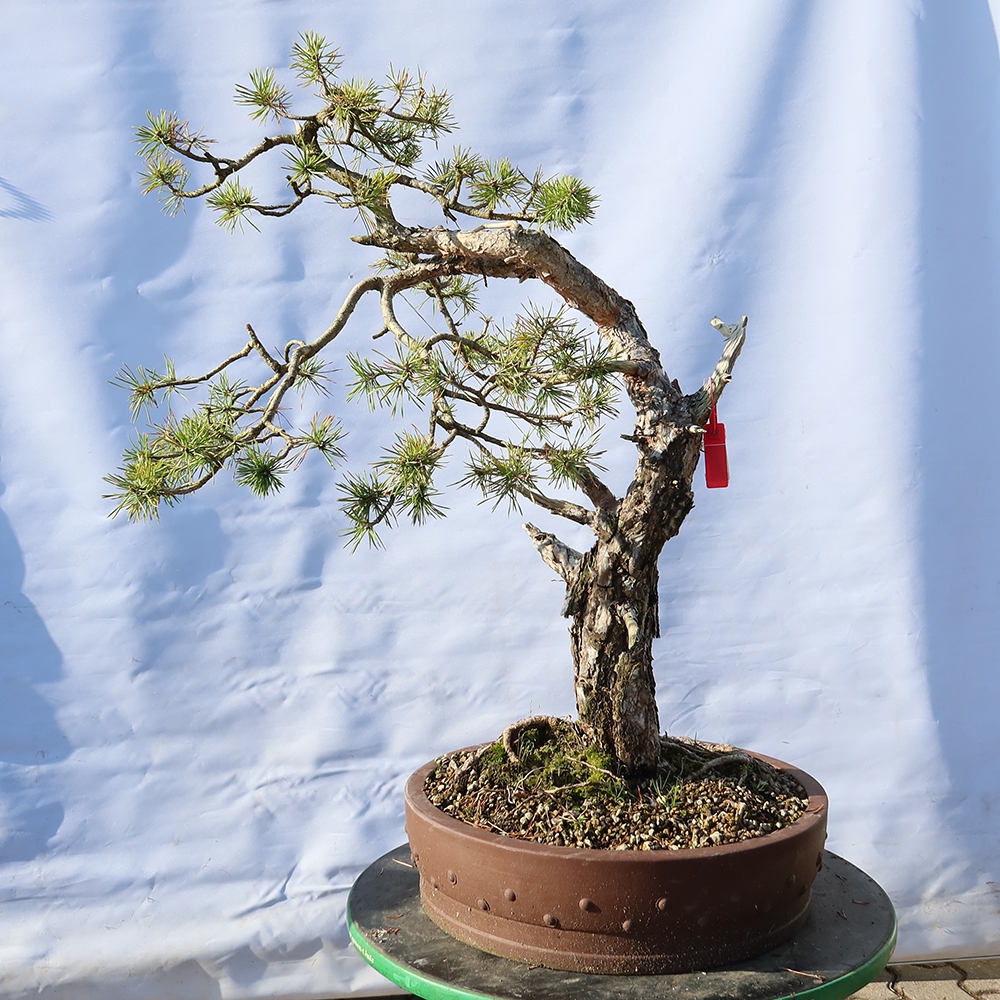 Pinus sylvestris Spanien – Waldkiefer