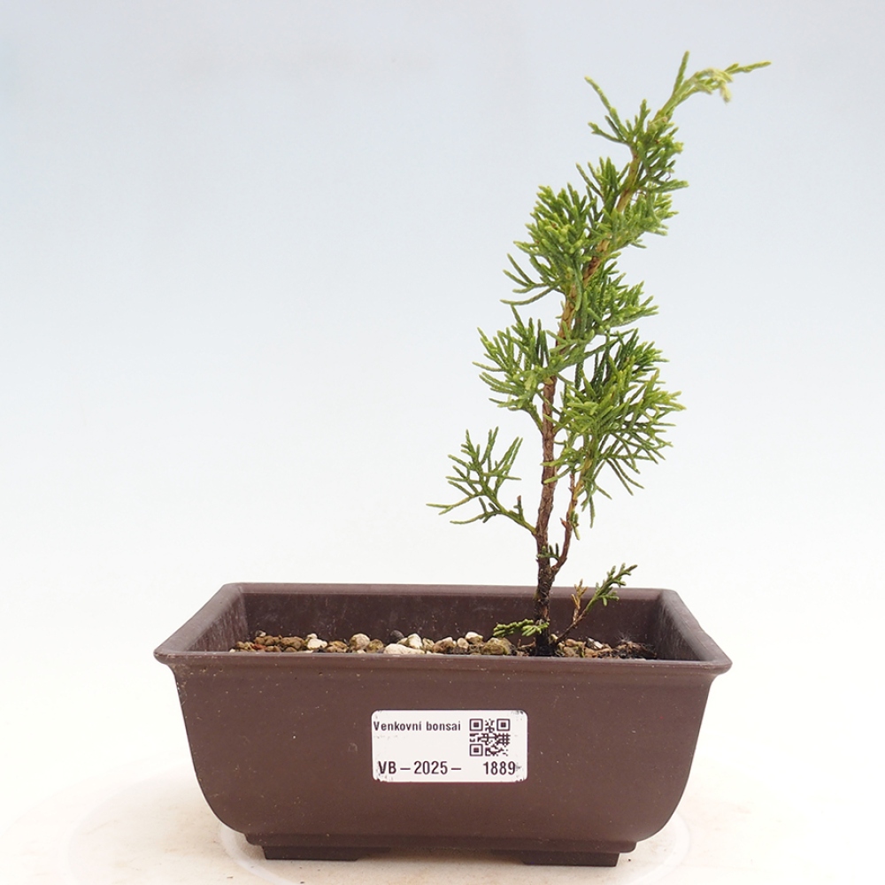 Bonsai für draußen - Juniperus chinensis Itoigawa