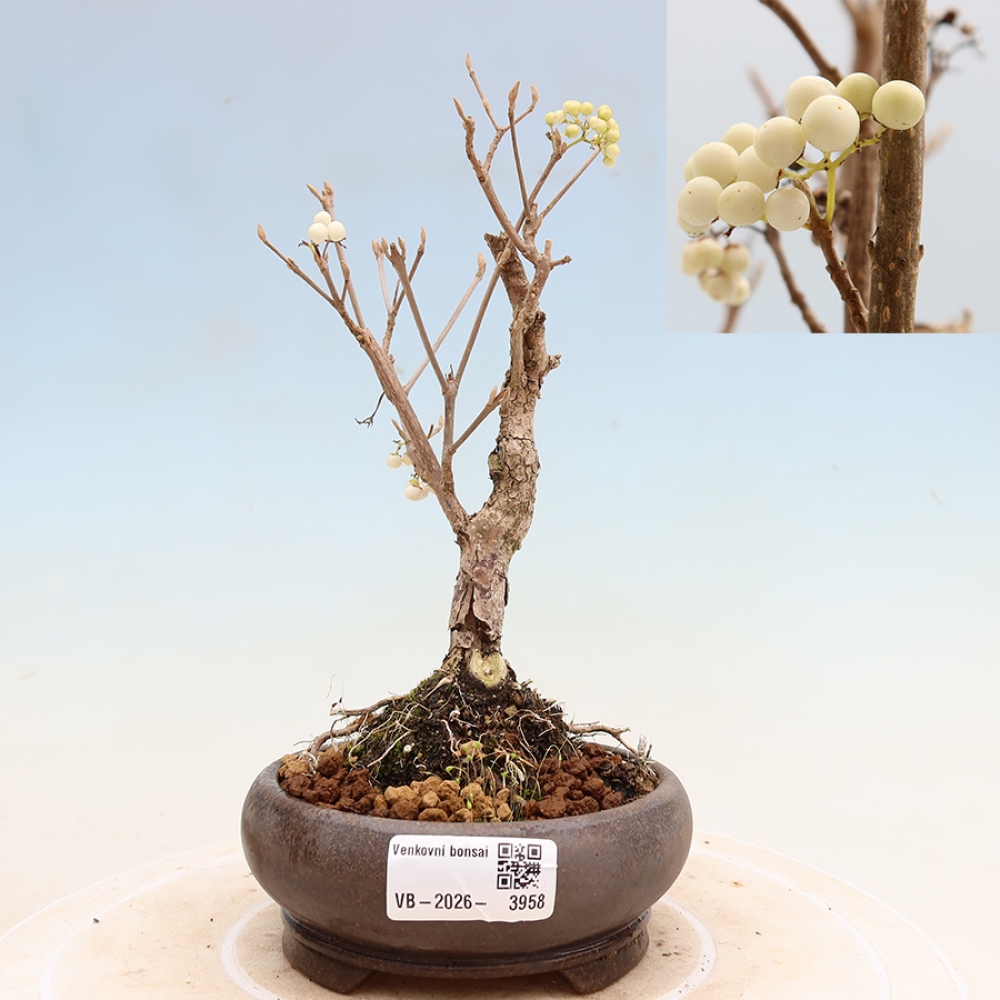 Bonsai für den Außenbereich – Callicarpa bodinieri „Snowqueen“ – Schönfrucht