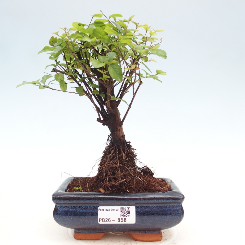 Zimmer Bonsai - Sageretia thea - Sageretia thea