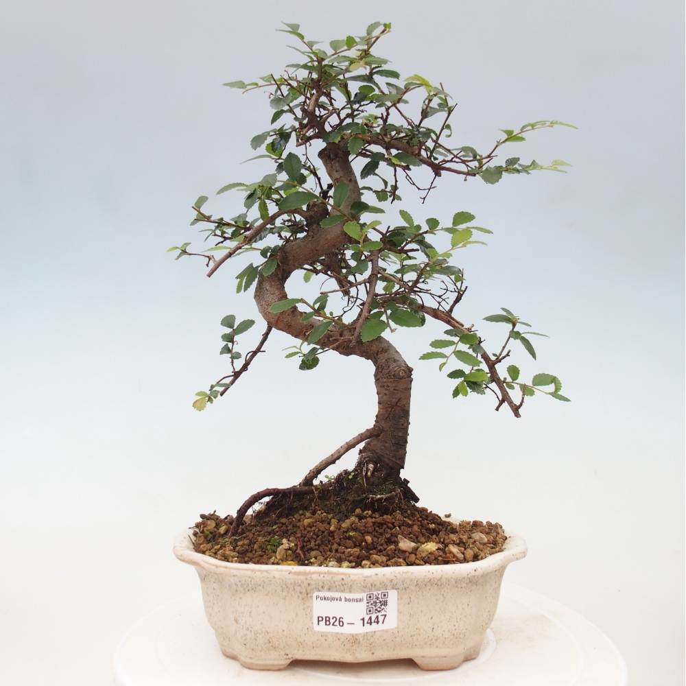 Zimmerbonsai - Ulmus parvifolia - Kleinblättrige Ulme