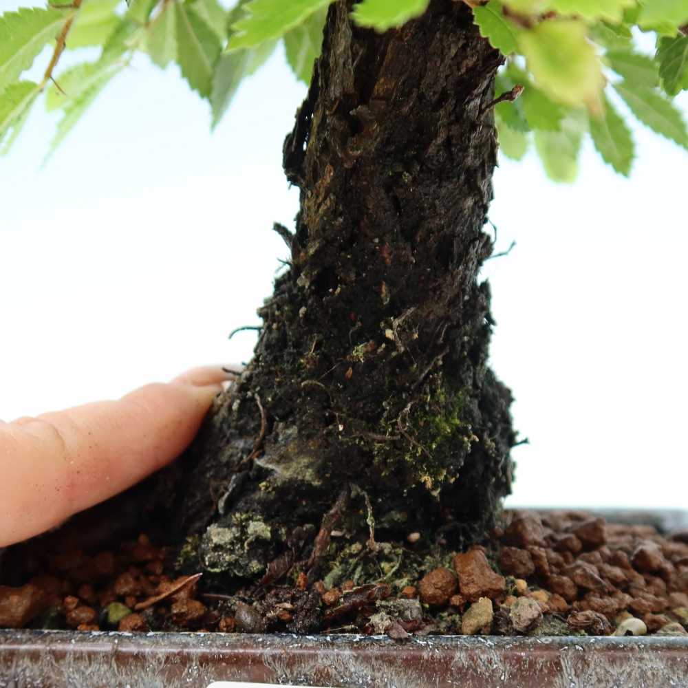 Bonsai für draußen - Zelkova - Zelkova NIRE