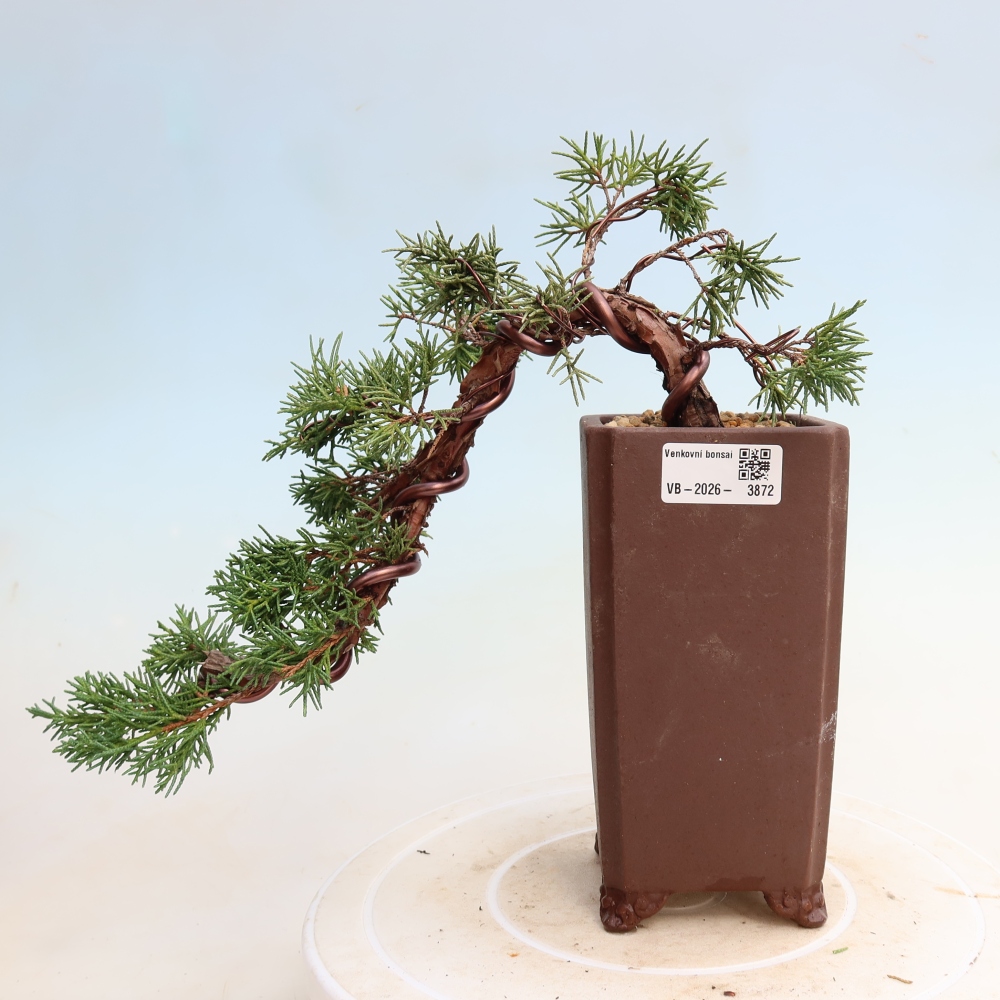 Bonsai für draußen - Juniperus chinensis Kishu