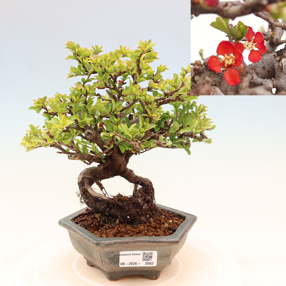 Bonsai für draußen - Chaneomeles speciosa Chojubai