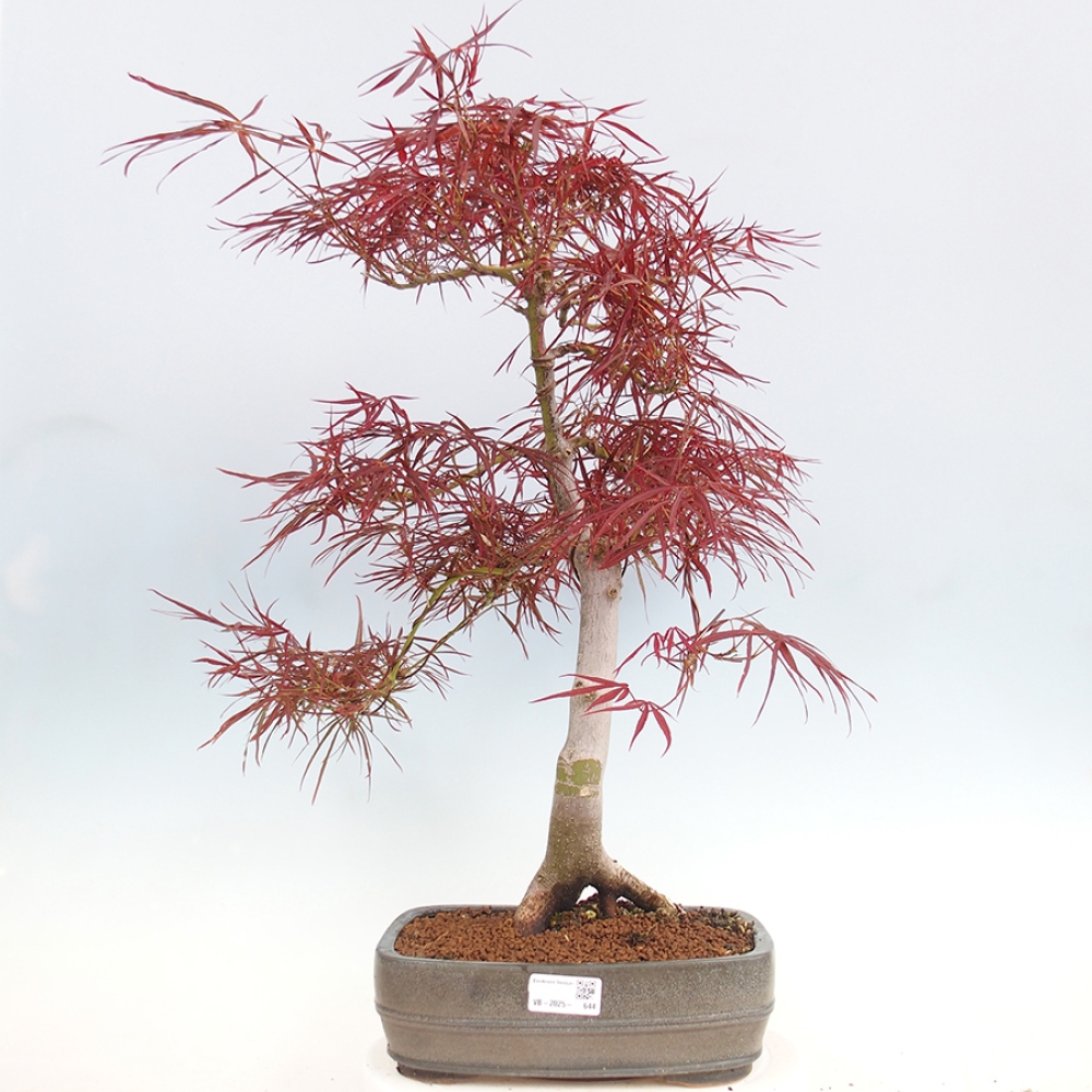 Bonsai für draußen - Acer palmatum RED PYGMY