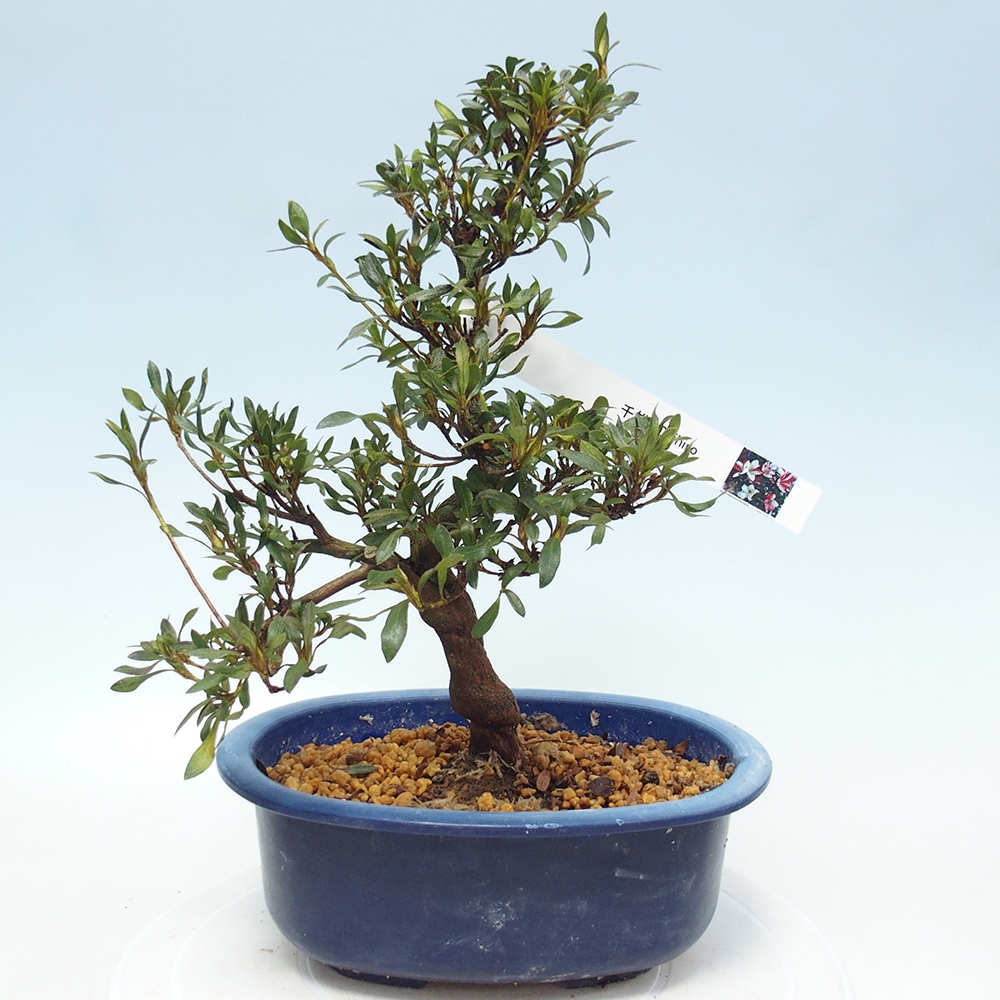 Bonsai für draußen - Japanische Azalee - Azalee CHIHIRO