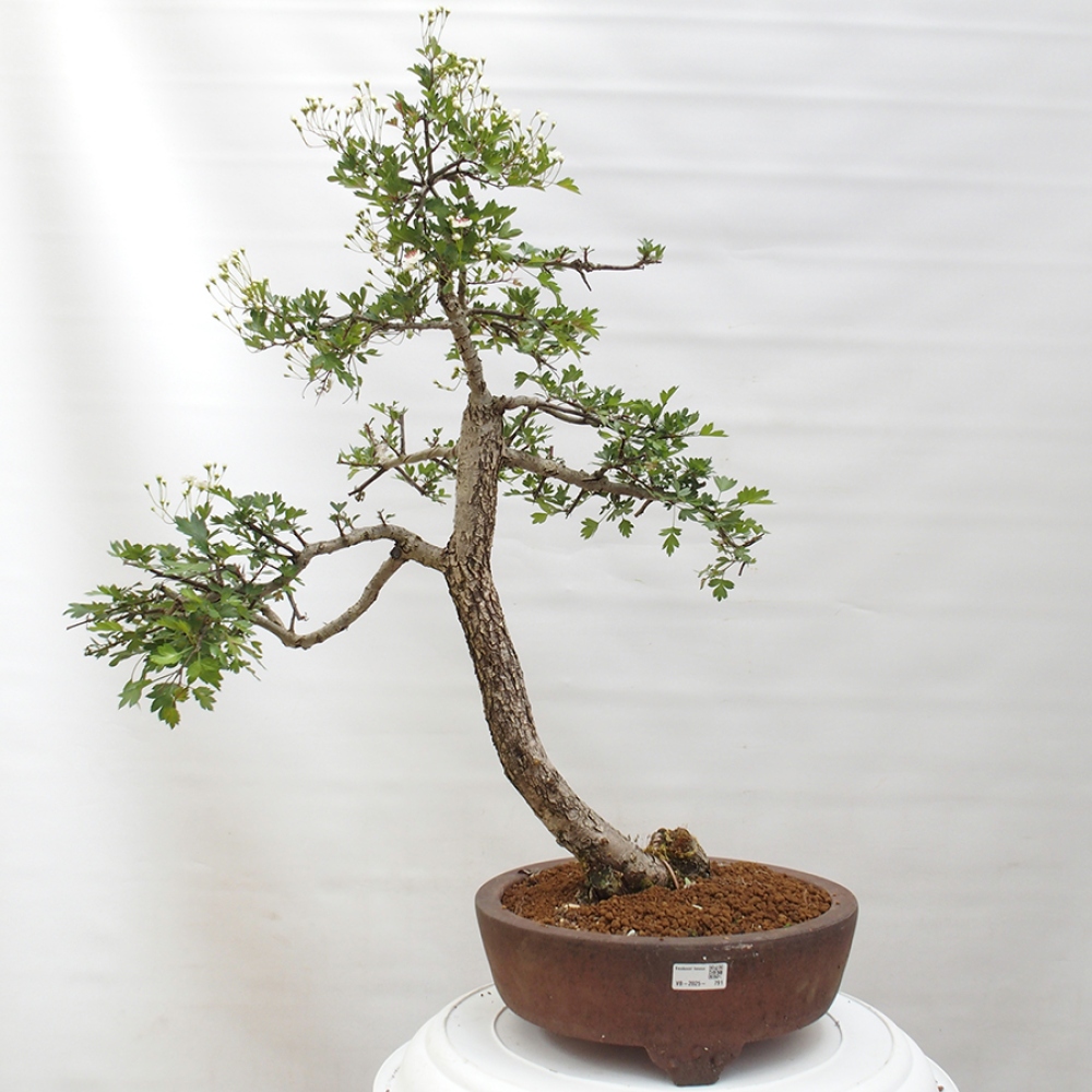 Bonsai für draußen - Weißdorn - Crataegus monogyna