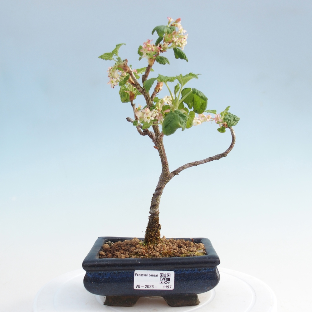 Bonsai für draußen - Ribes sanguneum