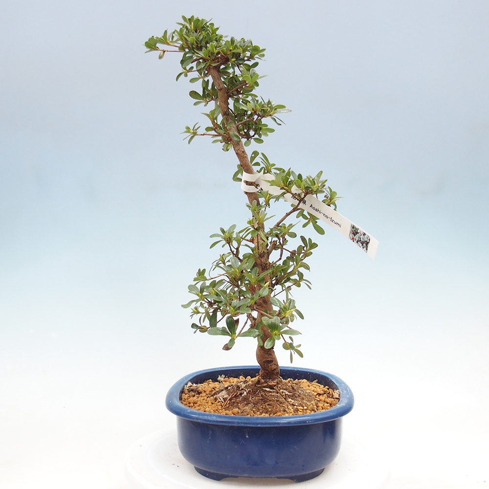 Bonsai für draußen - Japanische Azalee - Azalee Asahi-no-izumi
