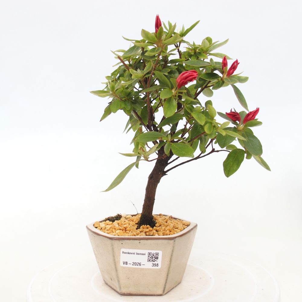 Bonsai für draußen - Japanische Azalee - Azalea sp.