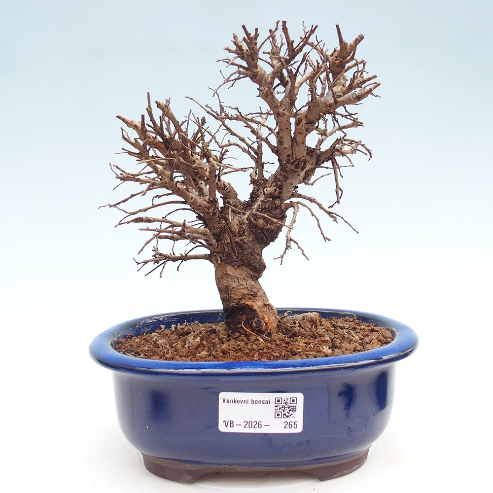 Bonsai für draußen - Zelkova - Zelkova NIRE