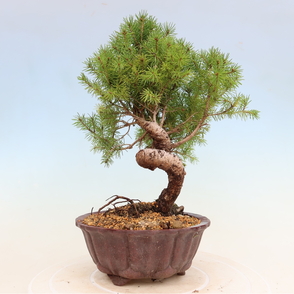 Bonsai für draußen - Fichte - Picea glauca globe
