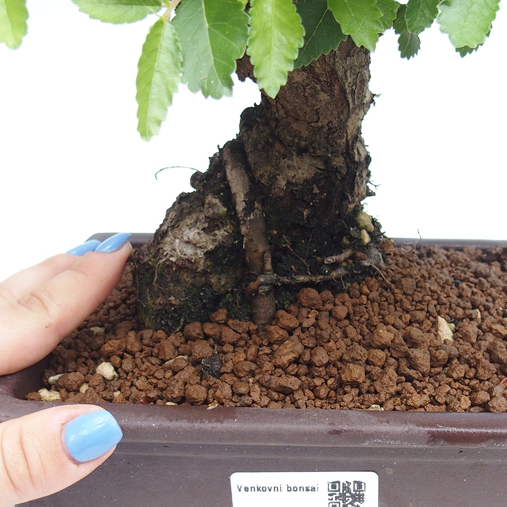 Bonsai für draußen - Zelkova - Zelkova NIRE