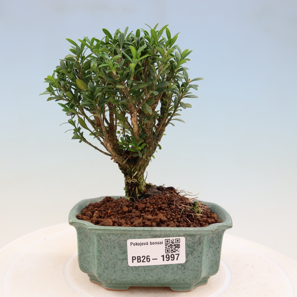 Zimmer Bonsai - Buxus harlandii - Korkbuxus