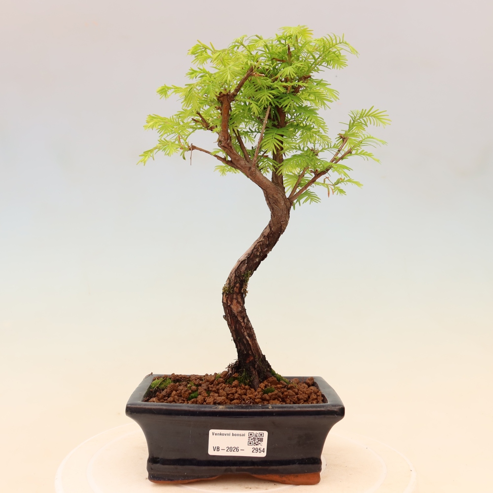 Bonsai für draußen - Metasequoia glyptostroboides - Chinesische Metasequoia