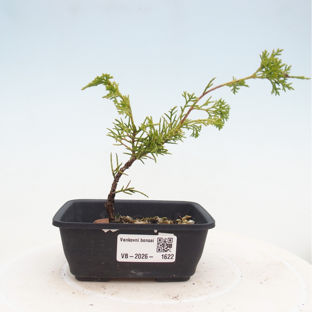 Bonsai für draußen - Juniperus chinensis Itoigawa