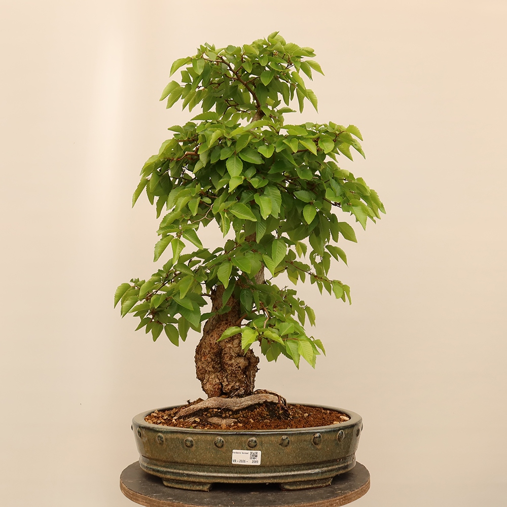 Bonsai für draußen - Karpinus Coreana - Koreanische Hainbuche