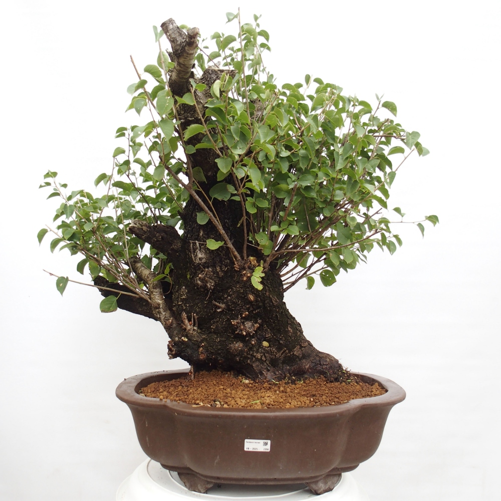 Bonsai für draußen - Mahalebka - Prunus mahaleb