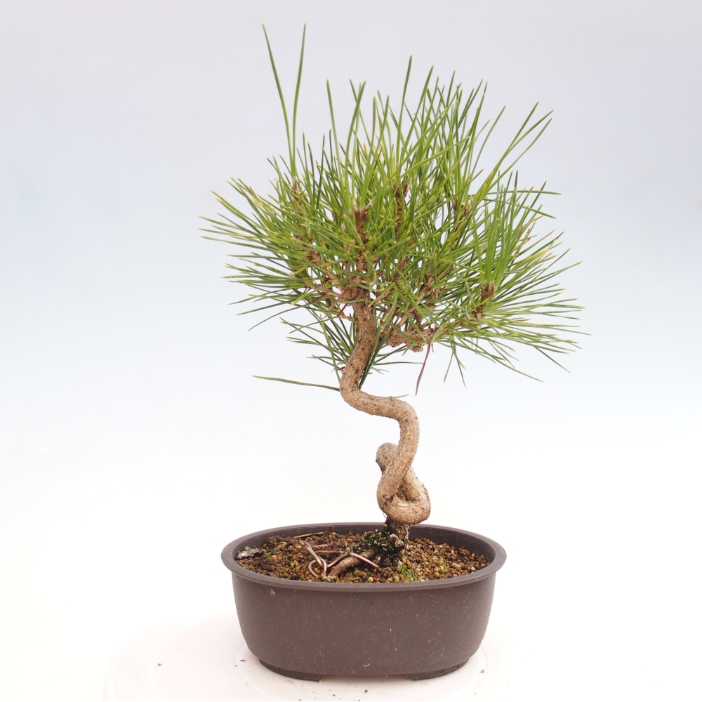 Bonsai für draußen - Pinus thunbergii - Thunberg-Kiefer