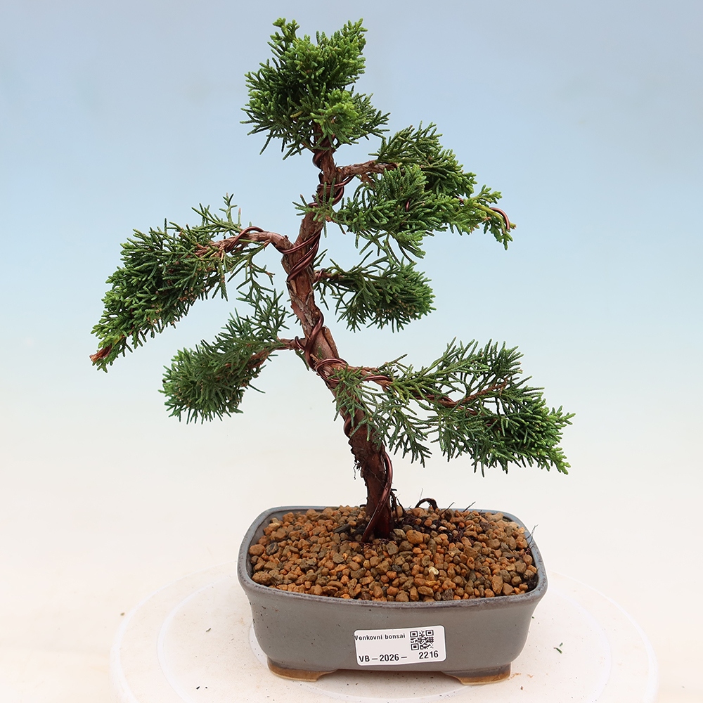 Bonsai für draußen - Juniperus chinensis Kishu