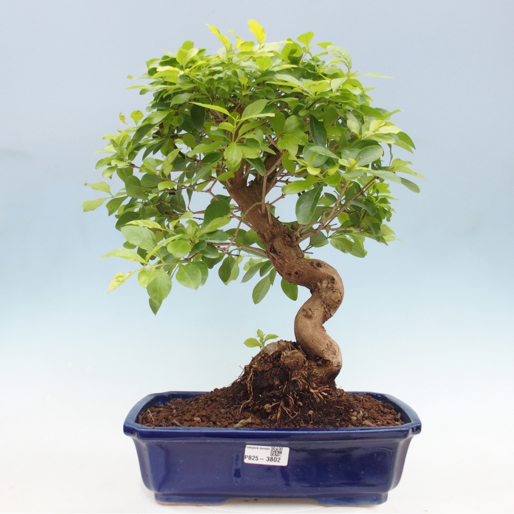 Zimmerbonsai - Duranta erecta Aurea