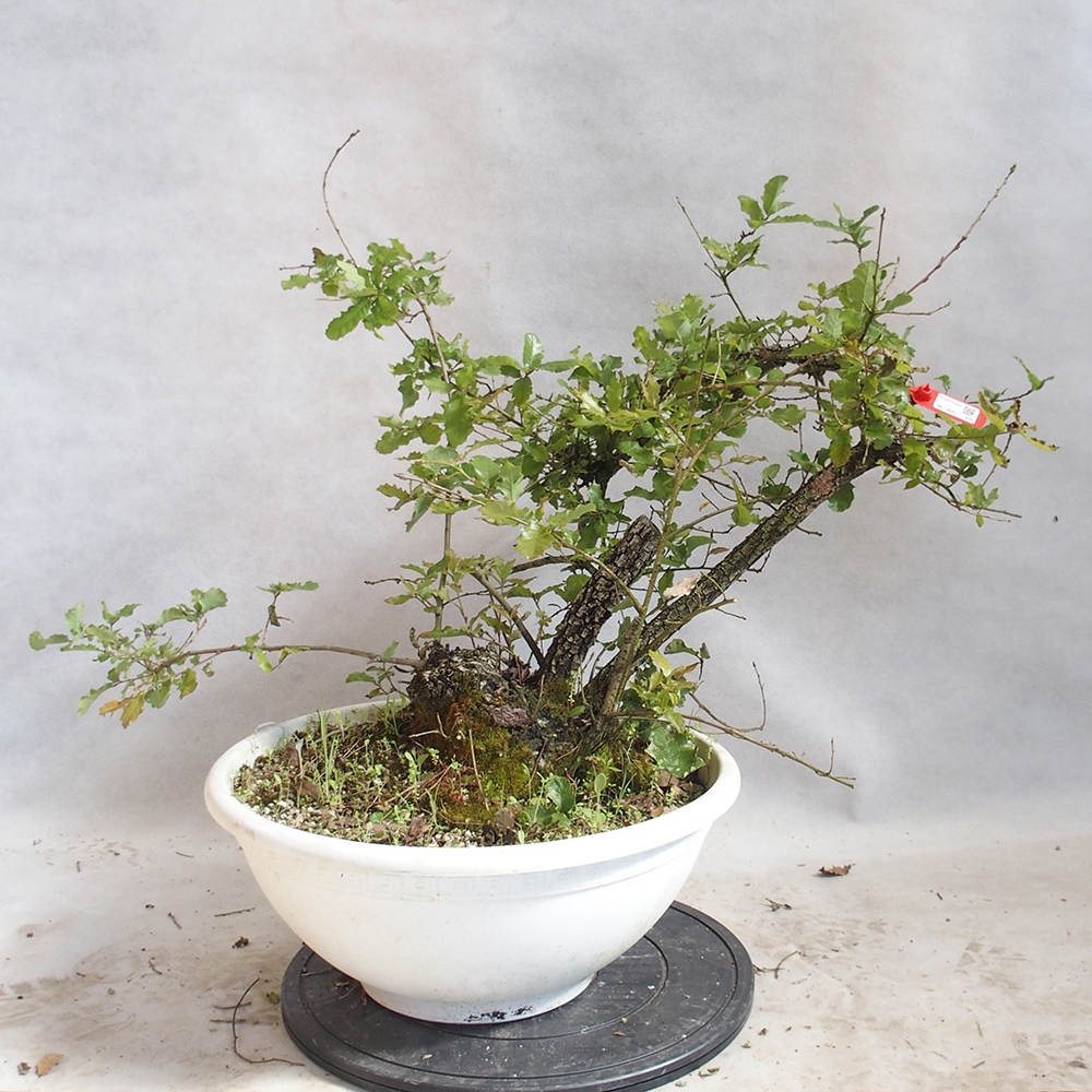 Außenbonsai Quercus Cerris - Eiche Cer