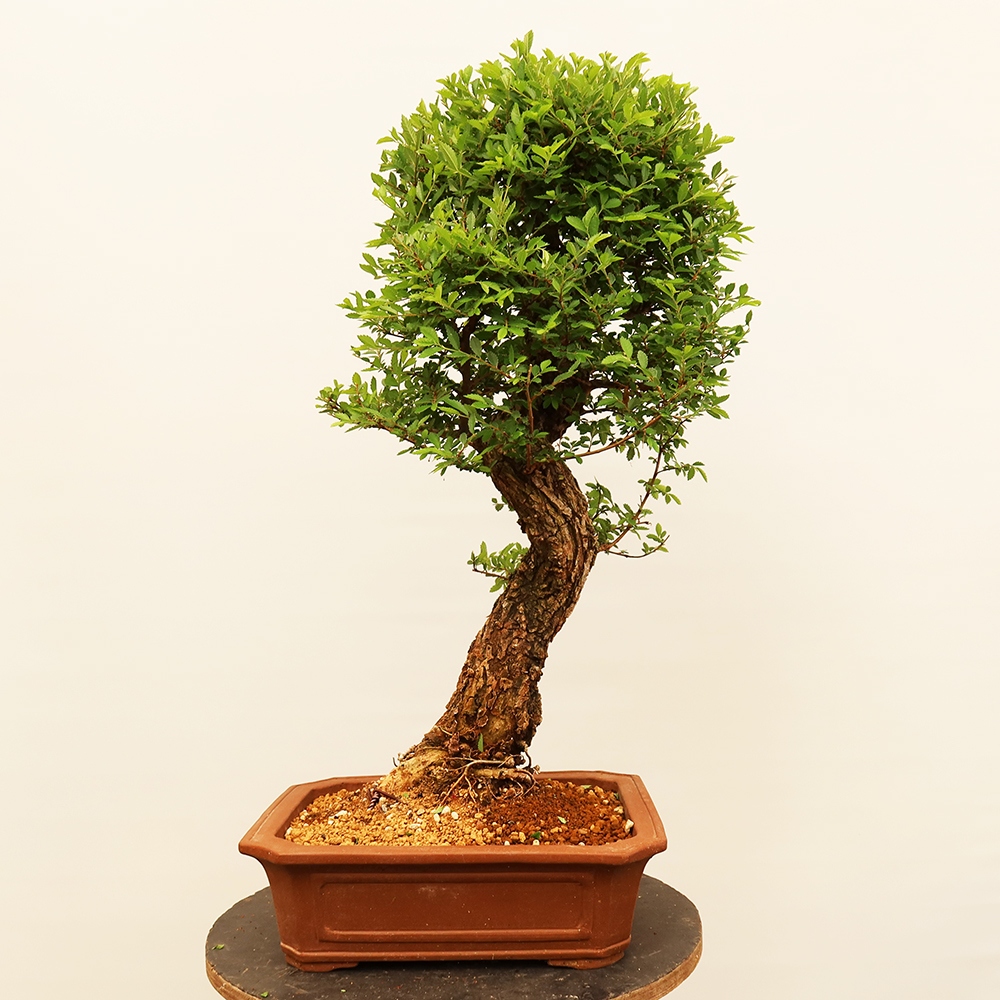 Bonsai für draußen - Zelkova - Zelkova NIRE