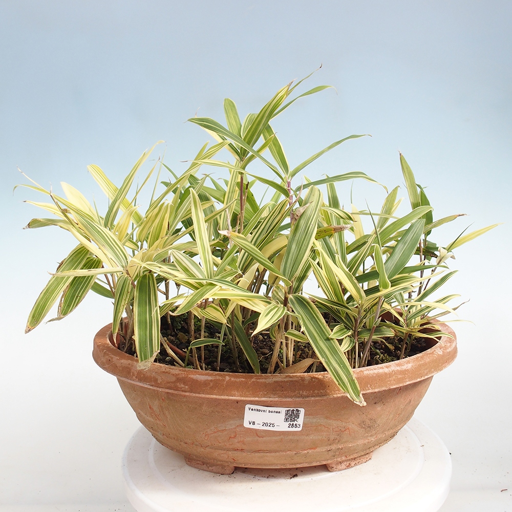 Bonsai für draußen - Sasaella masamuneana Albostriata - Bambus