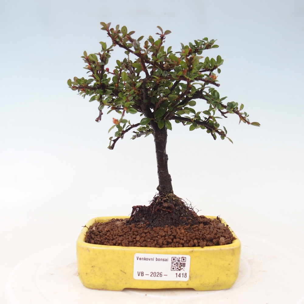 Bonsai für draußen - Cotoneaster horizontalis - Rocky Mountain
