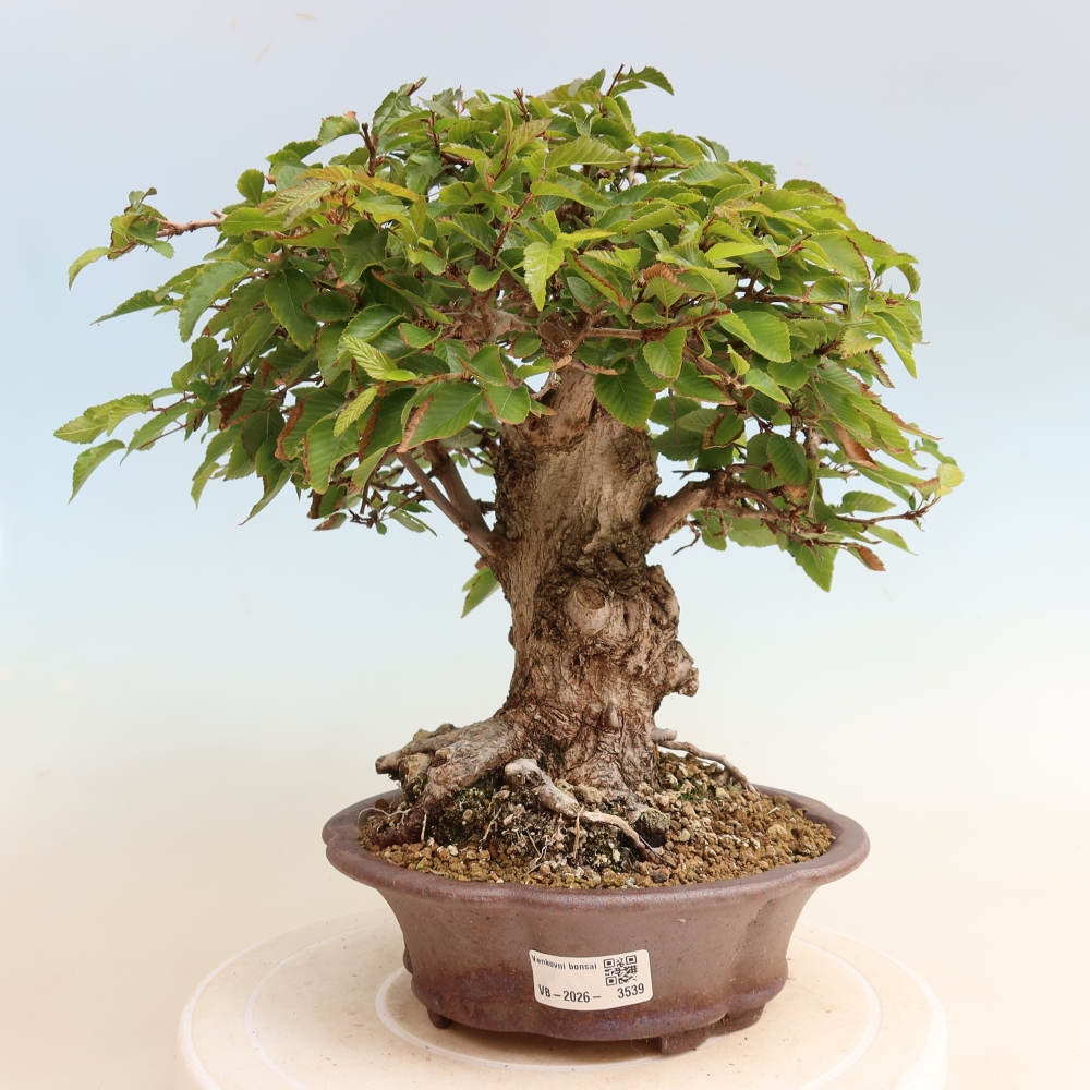Bonsai für draußen -Carpinus CARPINOIDES - Koreanische Hainbuche