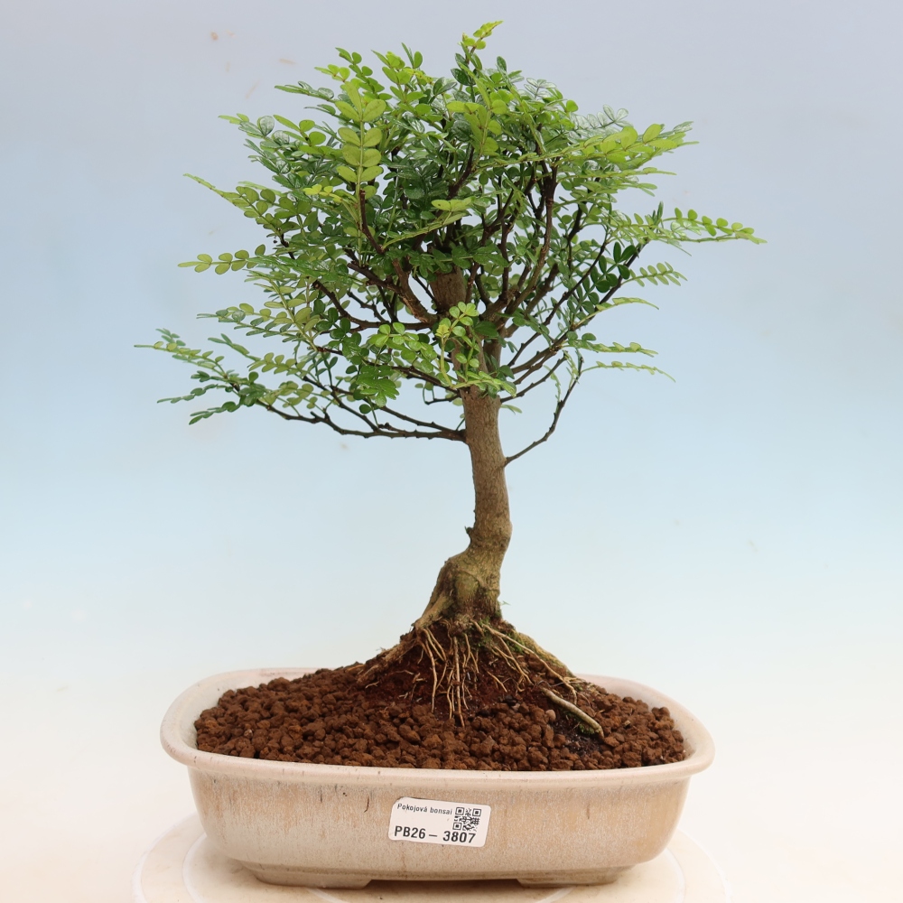 Zimmer Bonsai - Zantoxylum piperitum - Pfefferbaum