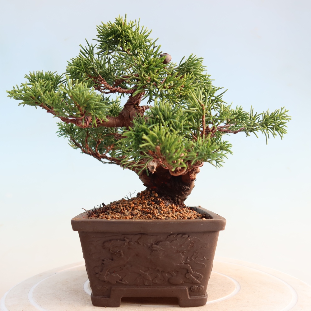 Bonsai für draußen - Juniperus chinensis Itoigawa