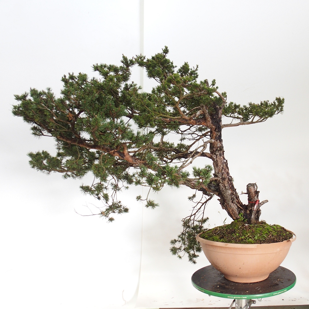 Yamadori - Pinus sylvestris Spanien